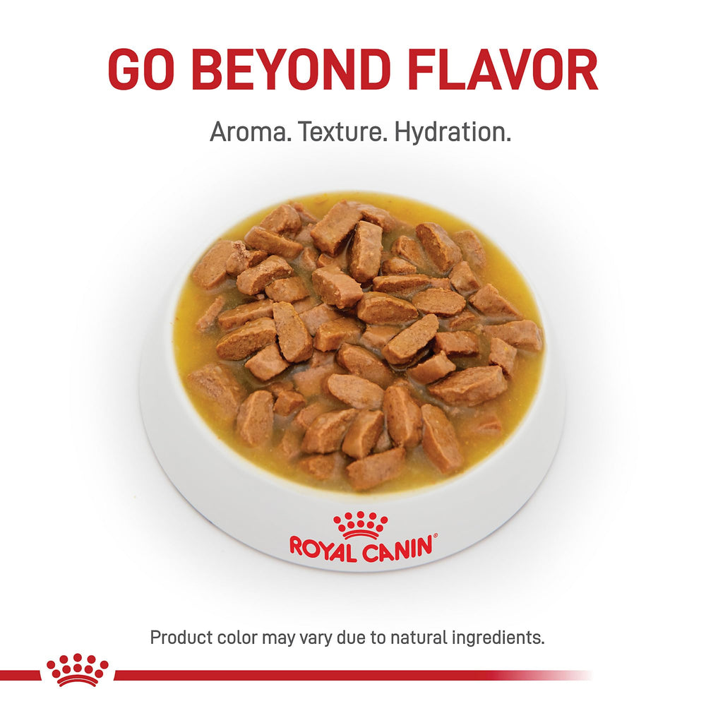 Royal Canin Urinary SO Moderate Calorie wet food served in a bowl—convenient, tasty daily option.