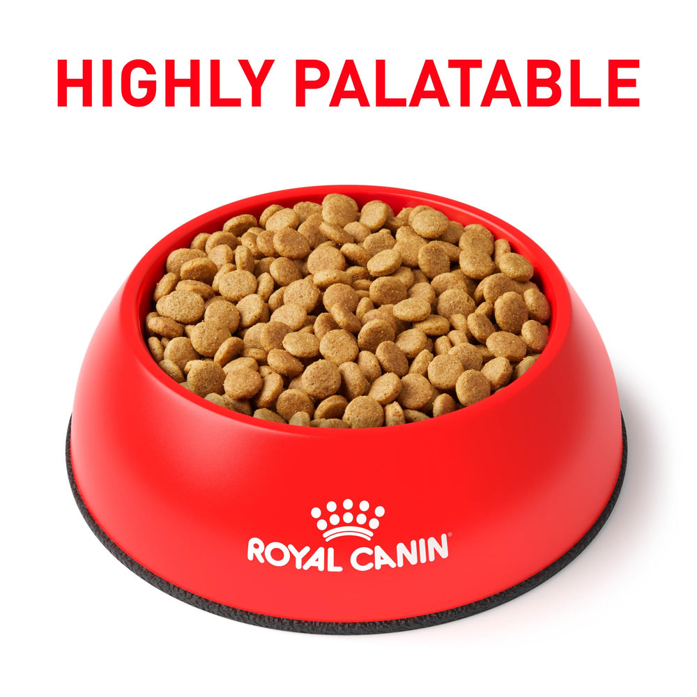 Royal Canin Urinary SO small-breed kibble close-up shows compact size for small dogs.