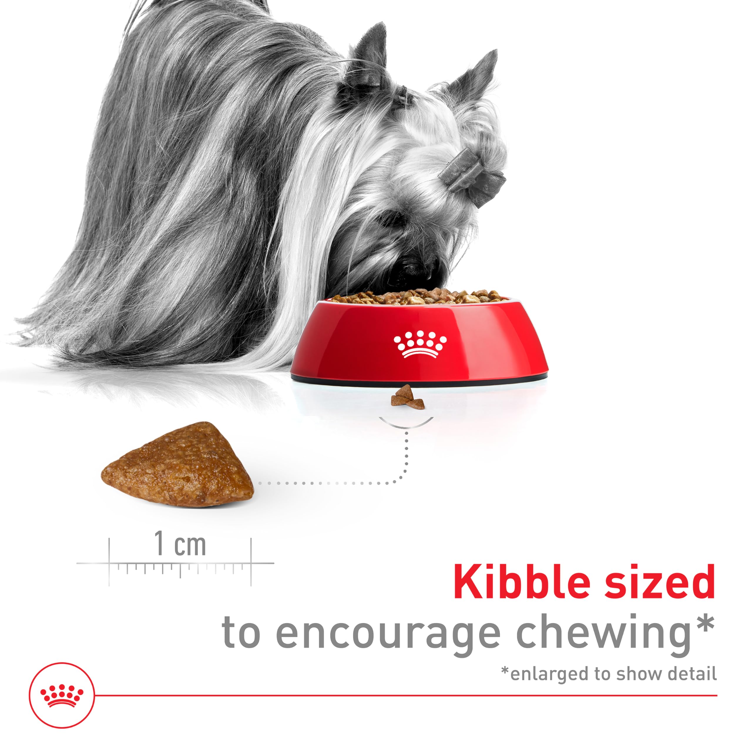 Royal Canin X-Small Aging 12+ dry food served in a bowl for picky seniors.