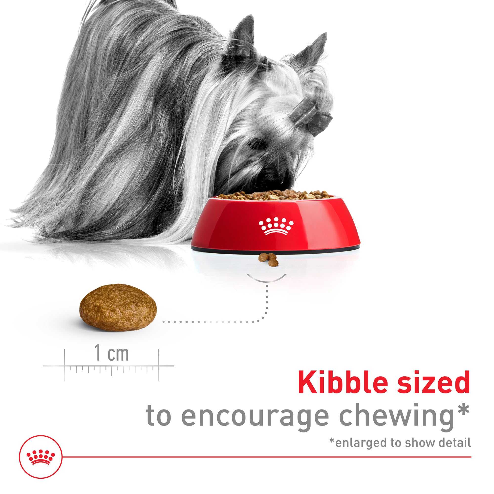 Small dog enjoys Royal Canin X-Small adult kibble from a bowl