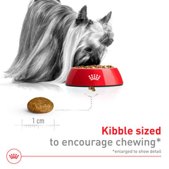 Small dog enjoys Royal Canin X-Small adult kibble from a bowl