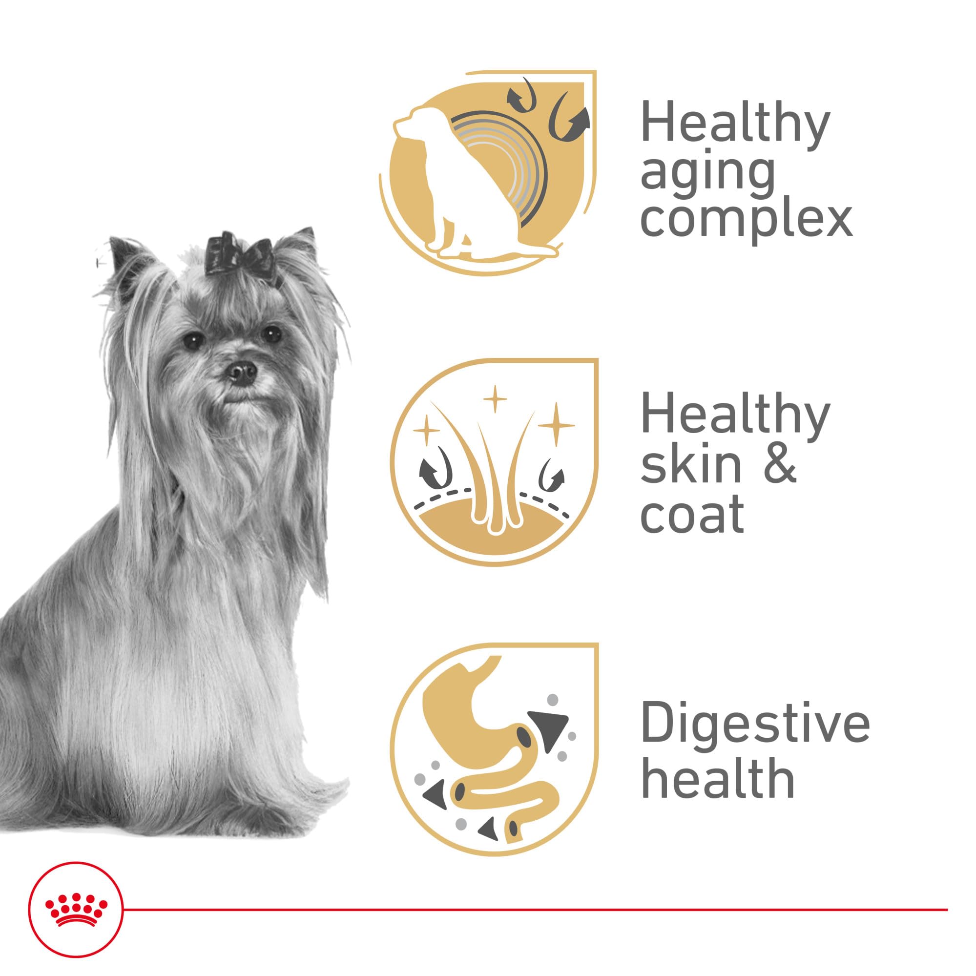 Royal Canin Yorkshire Terrier 8+ dog chewing action promoting tartar reduction.
