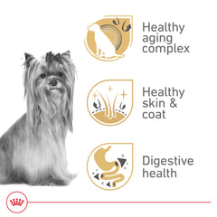 Royal Canin Yorkshire Terrier 8+ dog chewing action promoting tartar reduction.