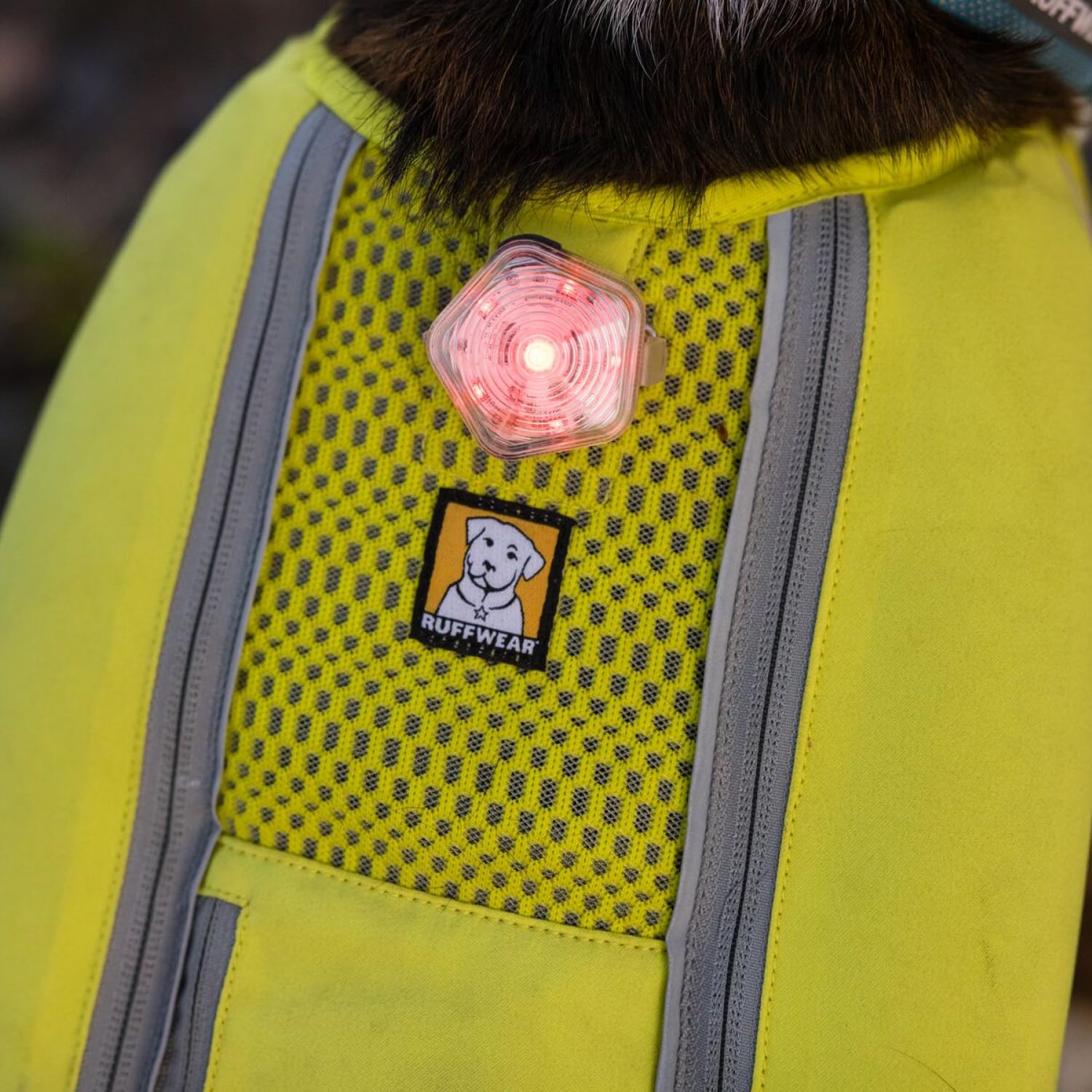 Ruffwear Beacon worn on collar and harness for reliable daylight-to-night visibility