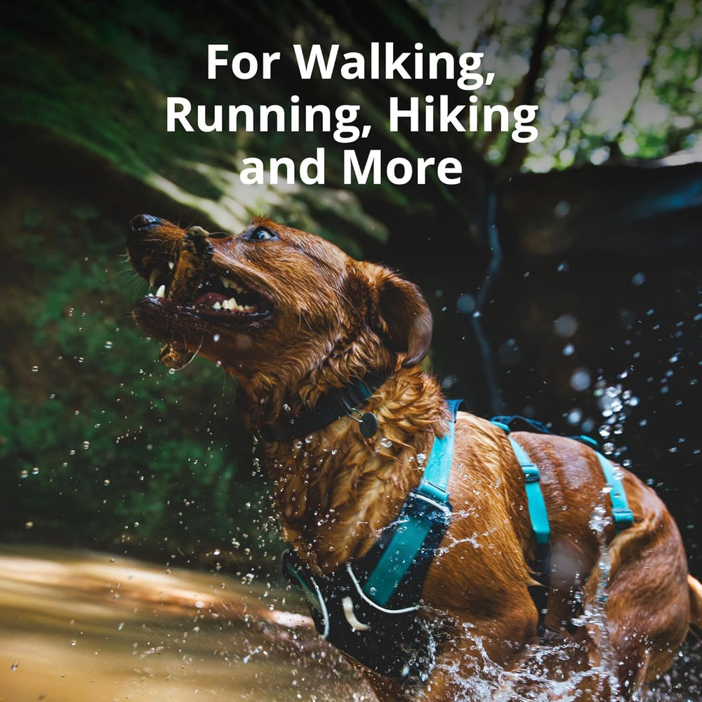Back V-ring leash point on Ruffwear Flagline enables versatile training and control.