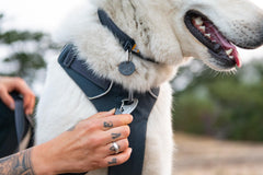 Ruffwear Front Range collar aluminum V-ring provides rustproof leash connection.