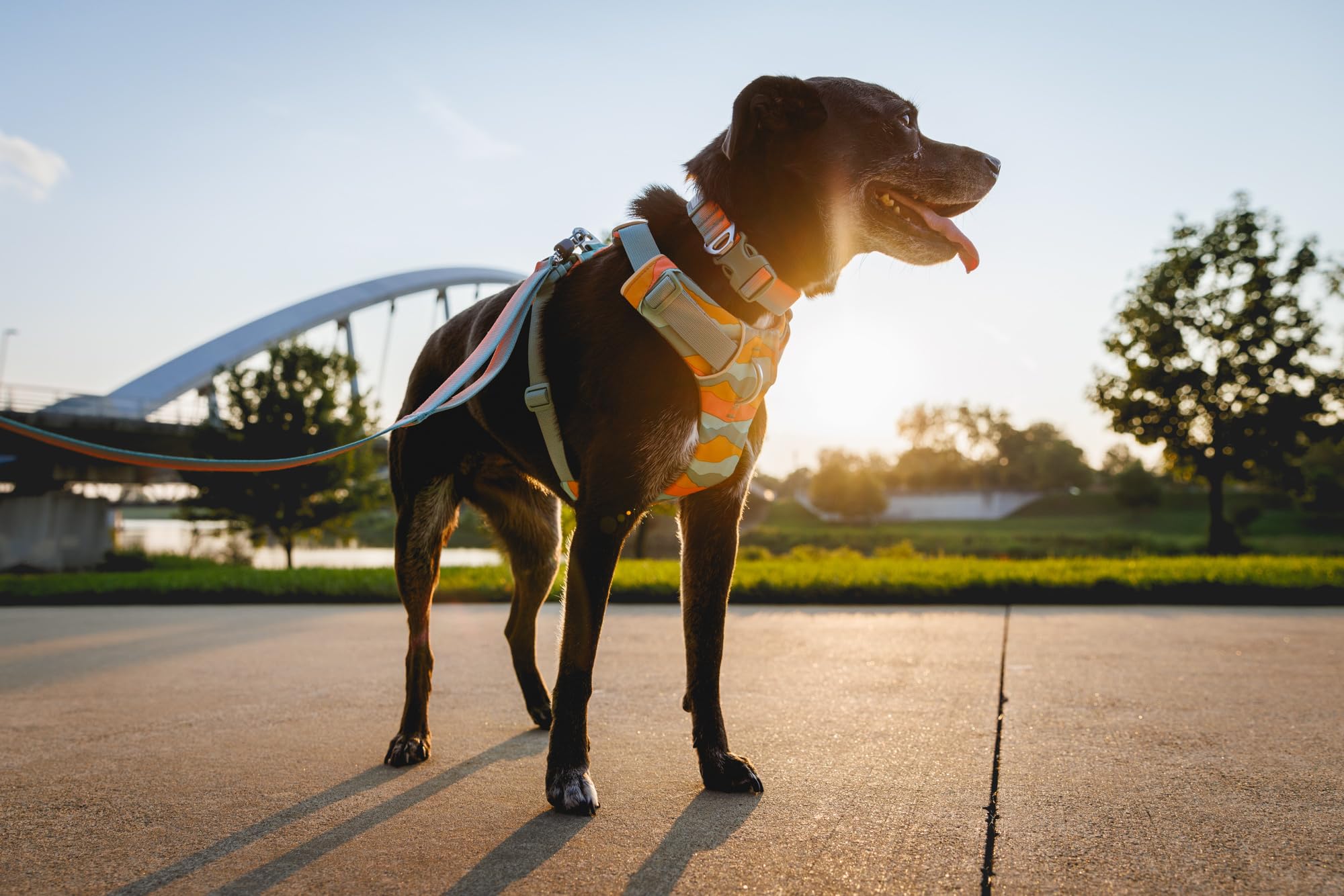 Ruffwear Front Range collar silicone ID silencer keeps tags organized and quiet.