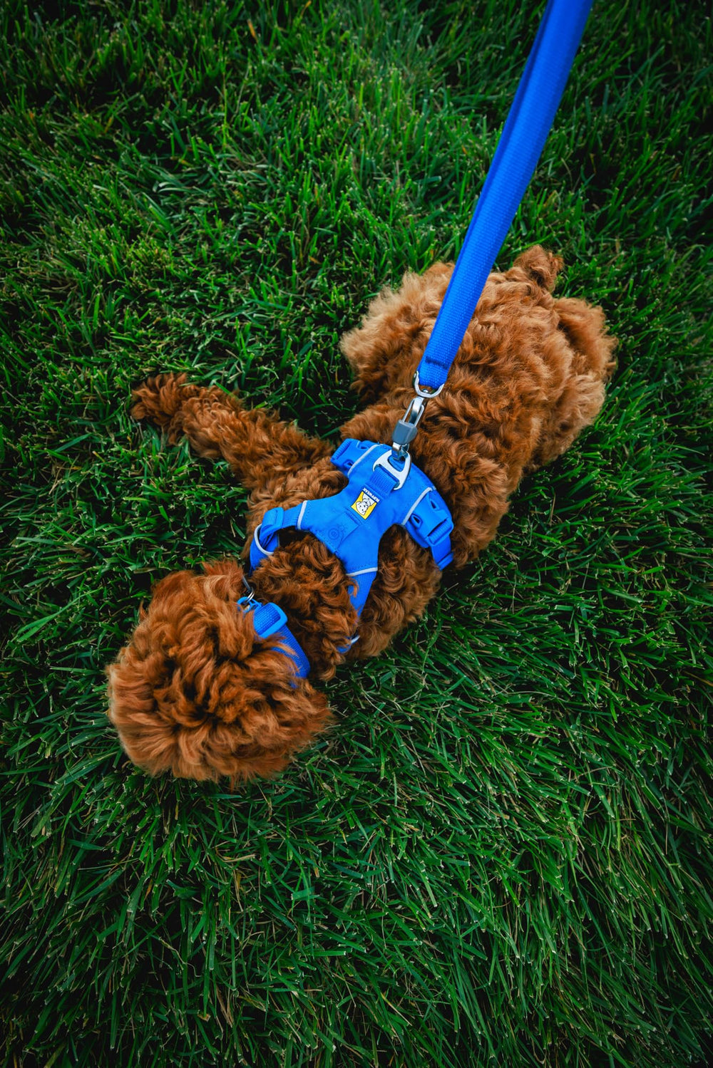 Ruffwear Front Range collar with soft tubular webbing to prevent chafing.