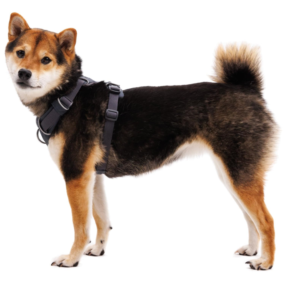Ruffwear Front Range harness beacon light loop ready for night walks