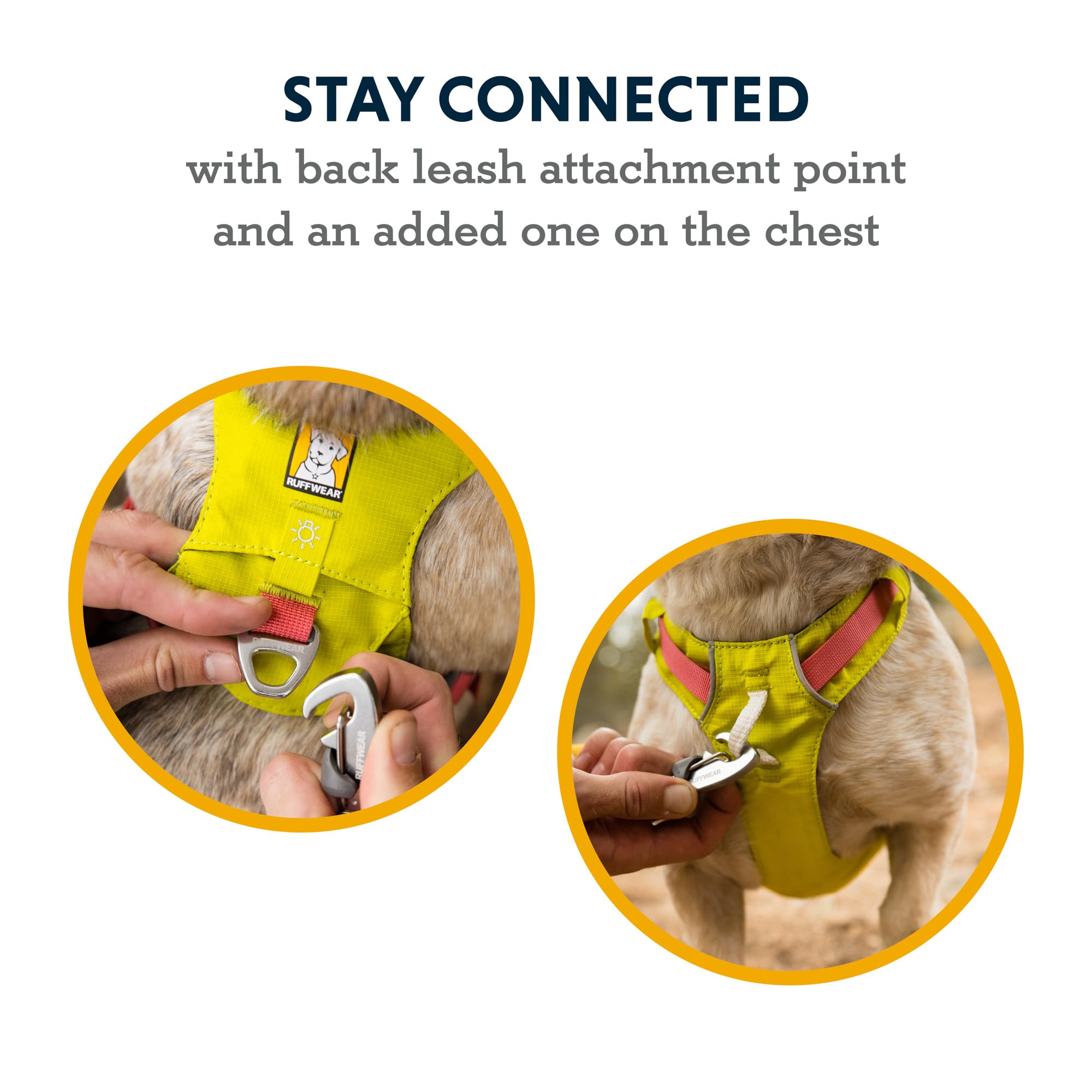 Ruffwear Hi and Light low-profile design on a small dog.