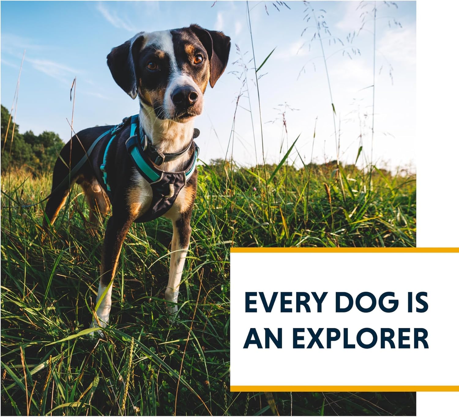 Puppy-friendly design ready for adventures.