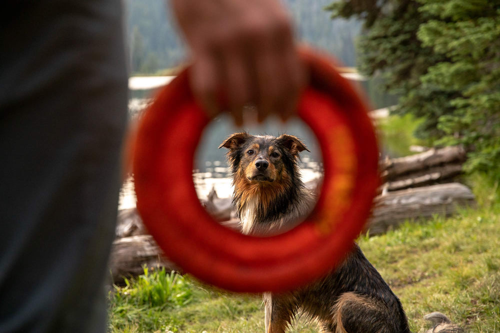Ruffwear Hydro Plane oversized ring eases pickup for all dogs