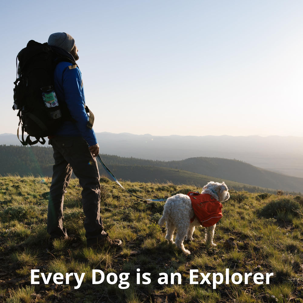 Ruffwear Load Up harness endures road wear through frequent use.