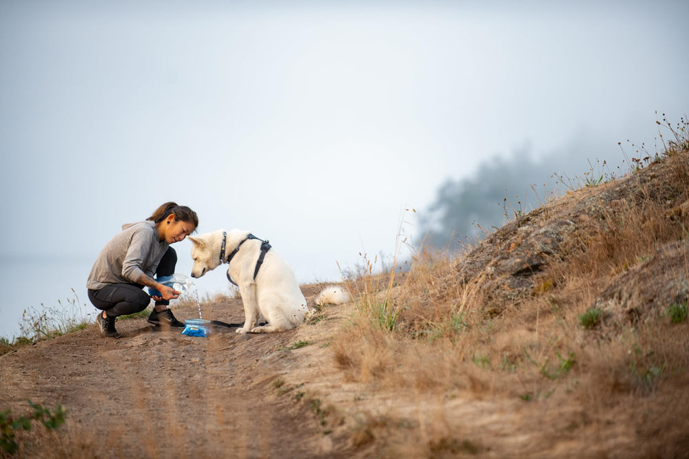 Ruffwear Quencher in action on trail as dog drinks.