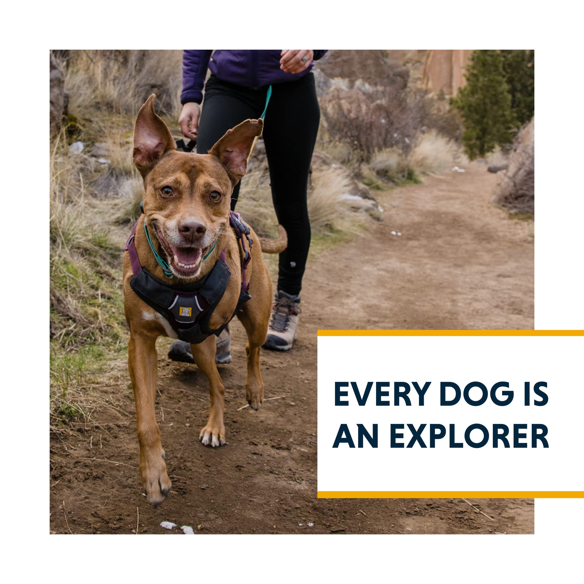 Ruffwear Web Master in use on a trail demonstrates secure handling.
