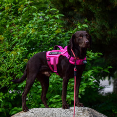 RunFido Harness metal rings closeup showing sturdy leash attachment.