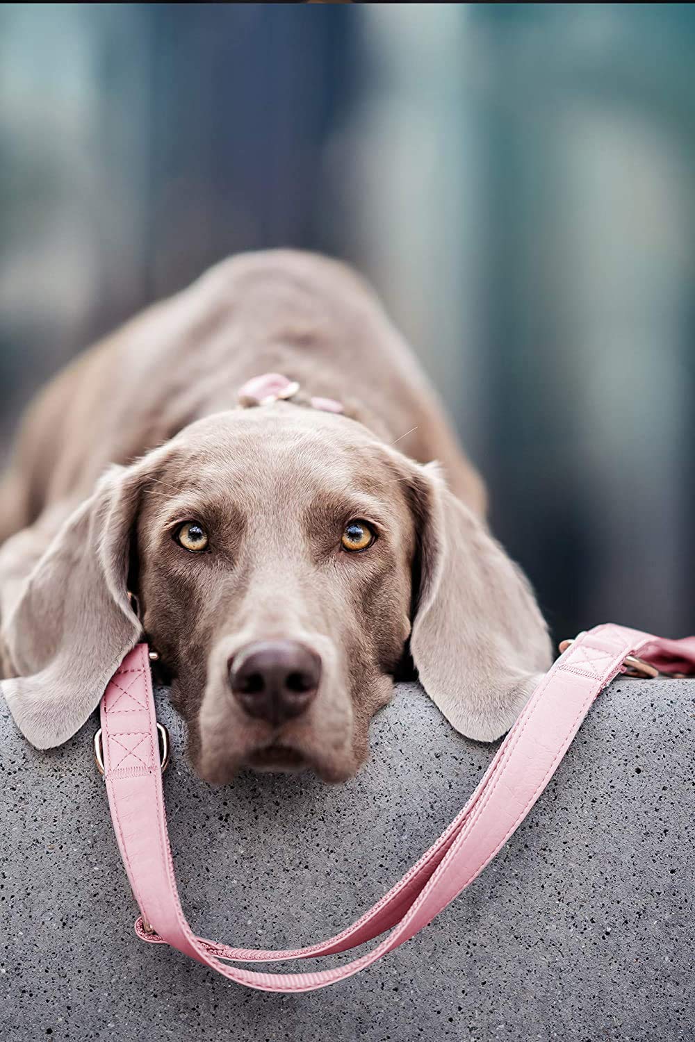 Runwing pink collar and leash set, easy to clean