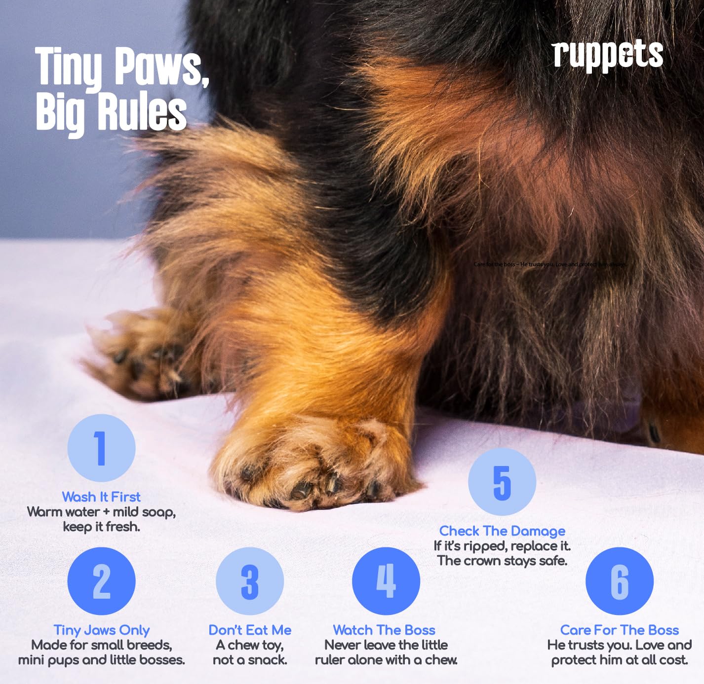 Ruppets small-dog chewing time with soft rubber bone designed for gentle chewers.