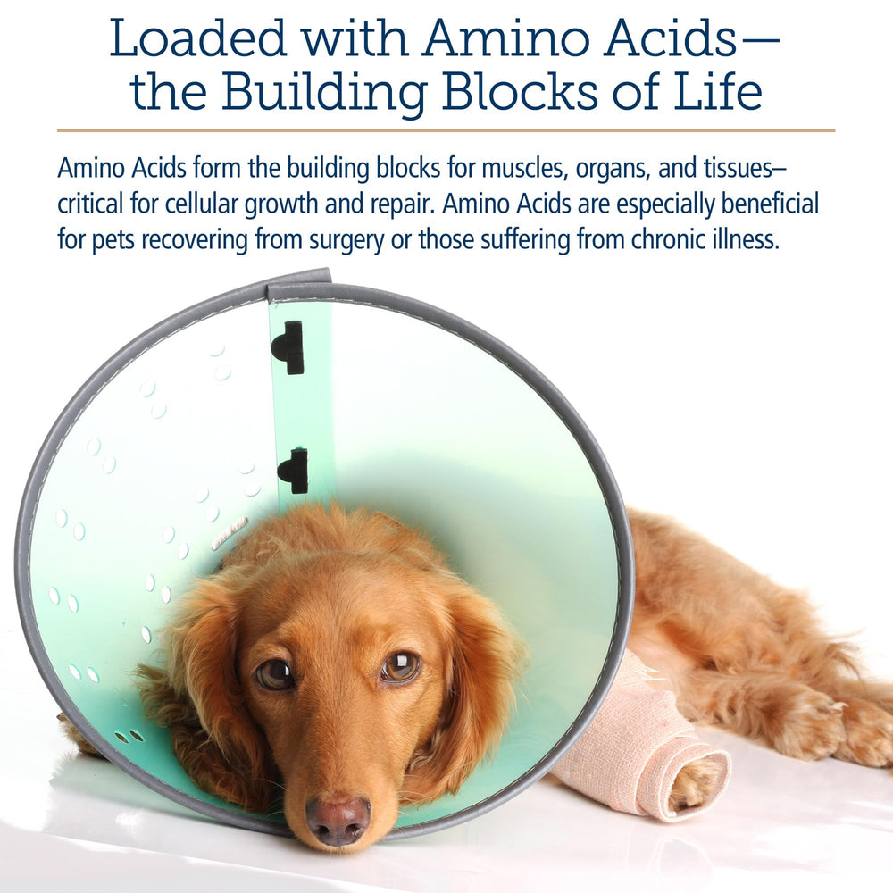 Rx Vitamins Amino B Plex dog cat serving demonstrates convenient daily use