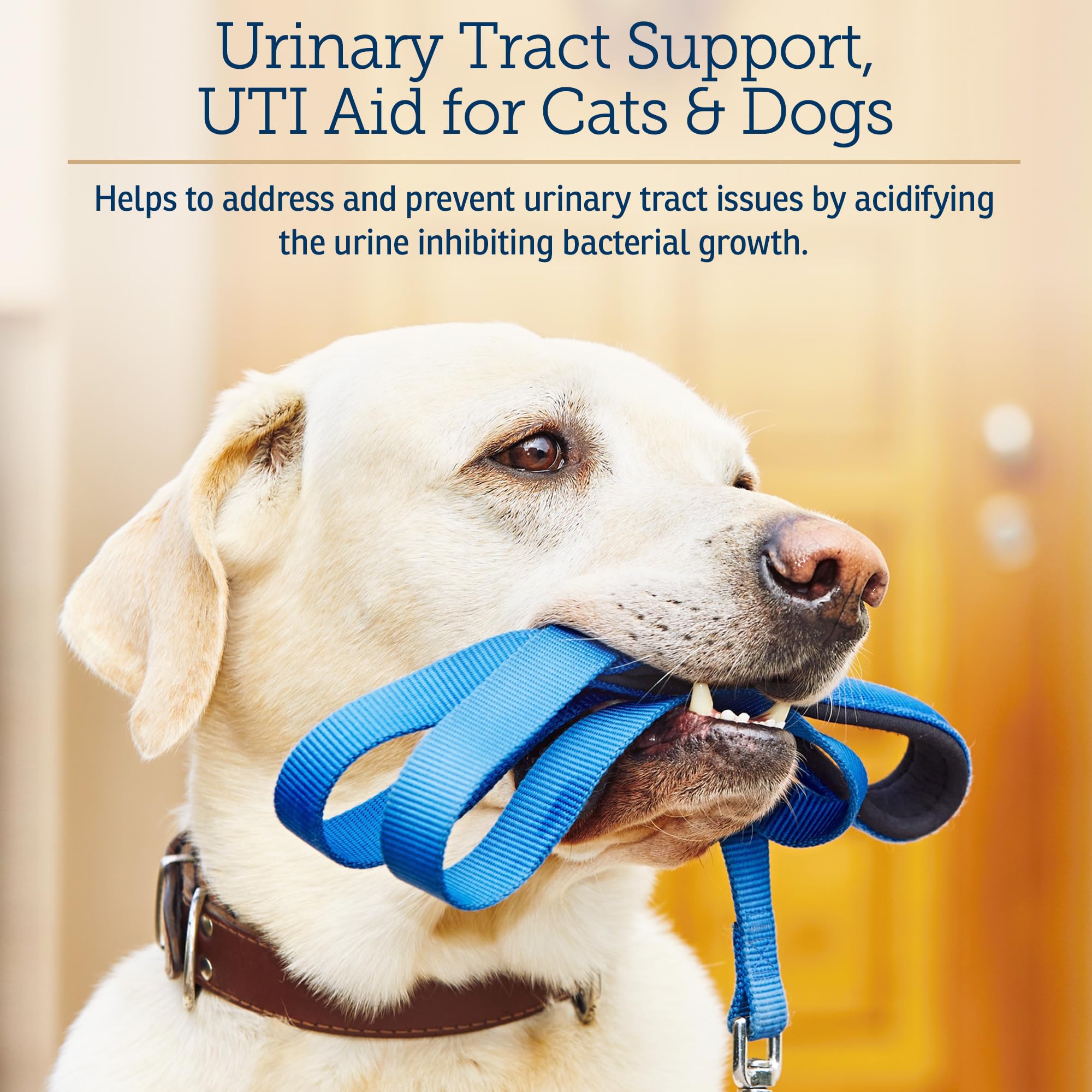 Rx Vitamins antioxidant-rich formula boosts immune support in pets.