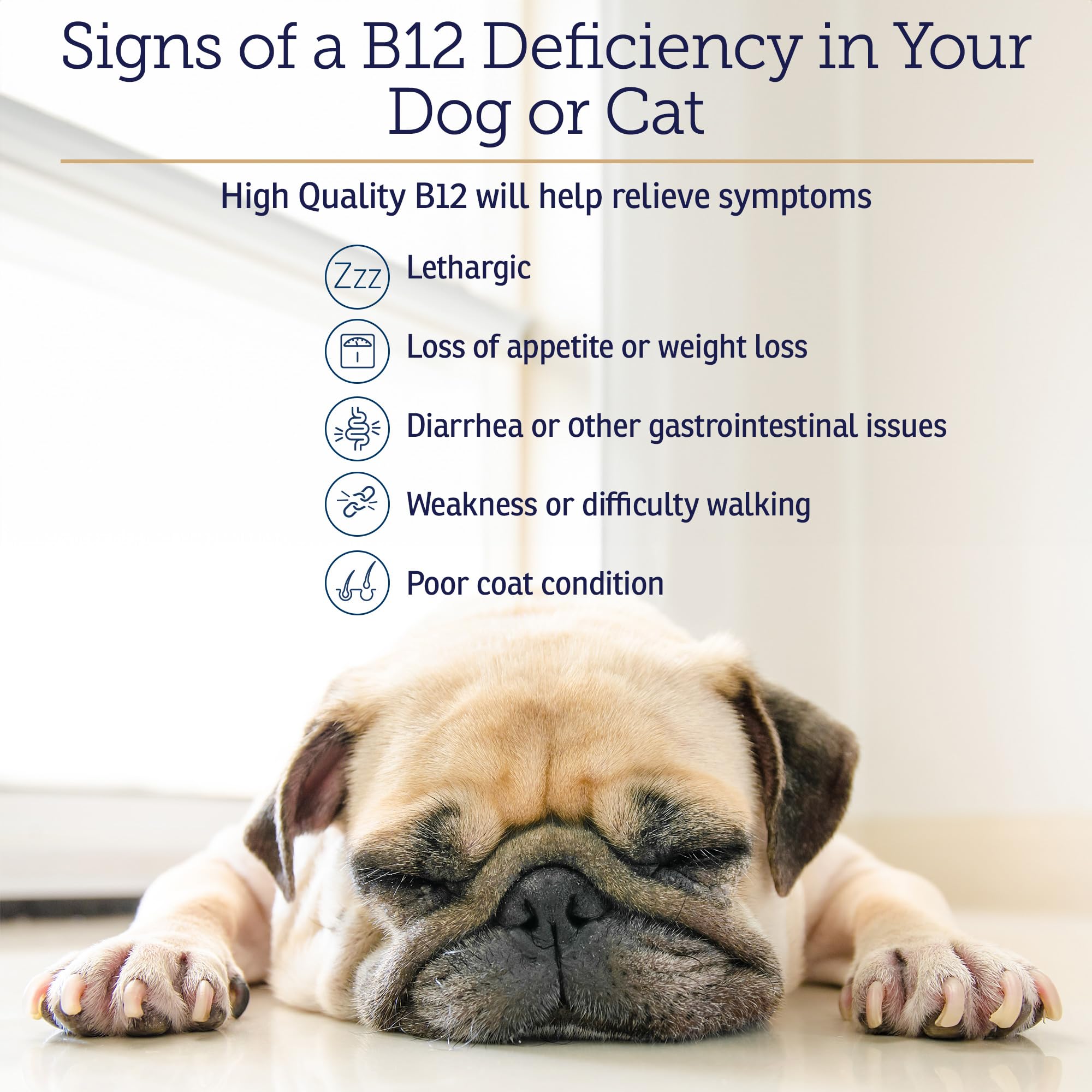 Senior dog or cat imagery with a boost of vitality, representing energy support.