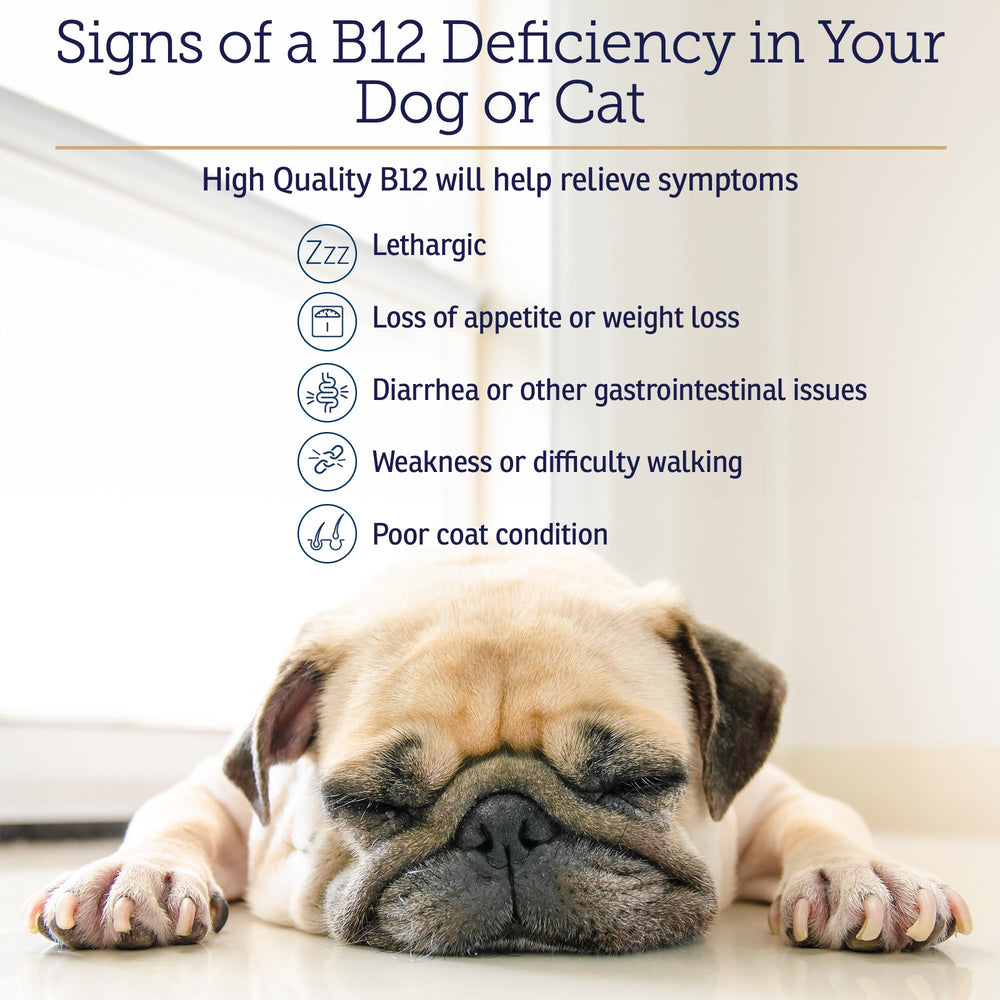 Senior dog or cat imagery with a boost of vitality, representing energy support.