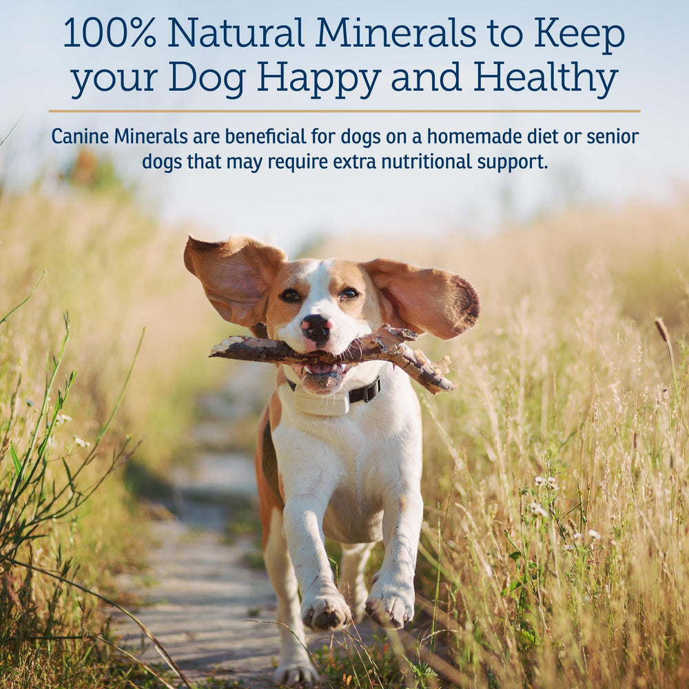 Rx Vitamins Canine Minerals bottle label highlighting calcium, iron, and minerals for wellness