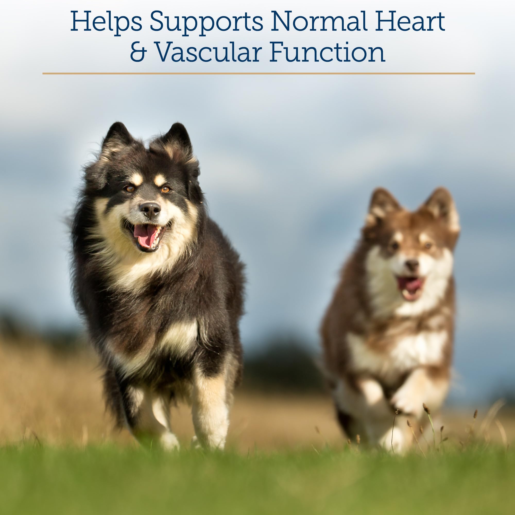 A senior dog and cat companion benefiting from Rx Vitamins Formula CV daily capsules.