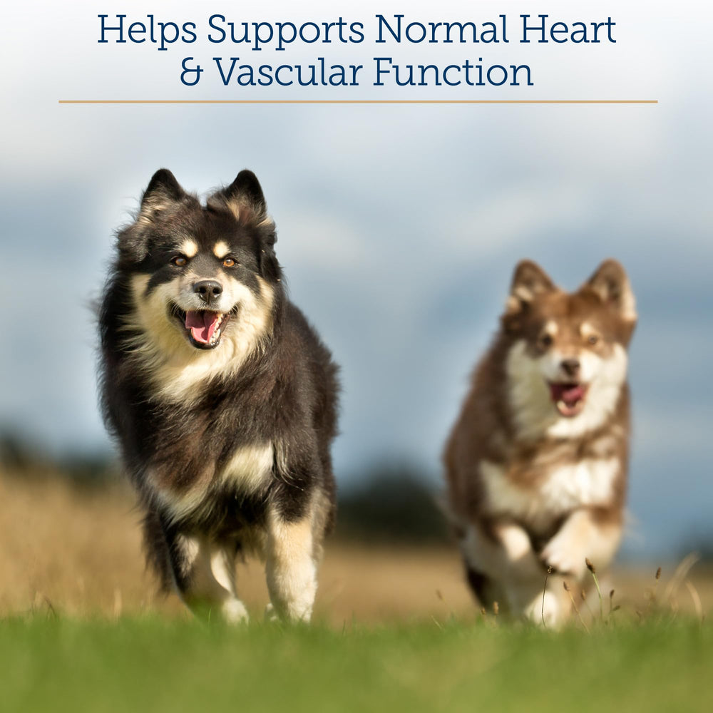 A senior dog and cat companion benefiting from Rx Vitamins Formula CV daily capsules.