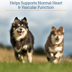 A senior dog and cat companion benefiting from Rx Vitamins Formula CV daily capsules.