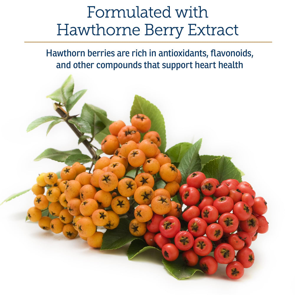 Close-up of hawthorn berry extract component in Rx Vitamins Formula CV.