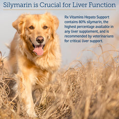 Senior dog enjoying meals with Rx Vitamins Hepato Support as a potential liver aid.