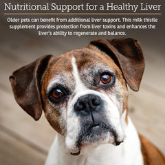 Senior dog using Hepato Support for liver health and energy.