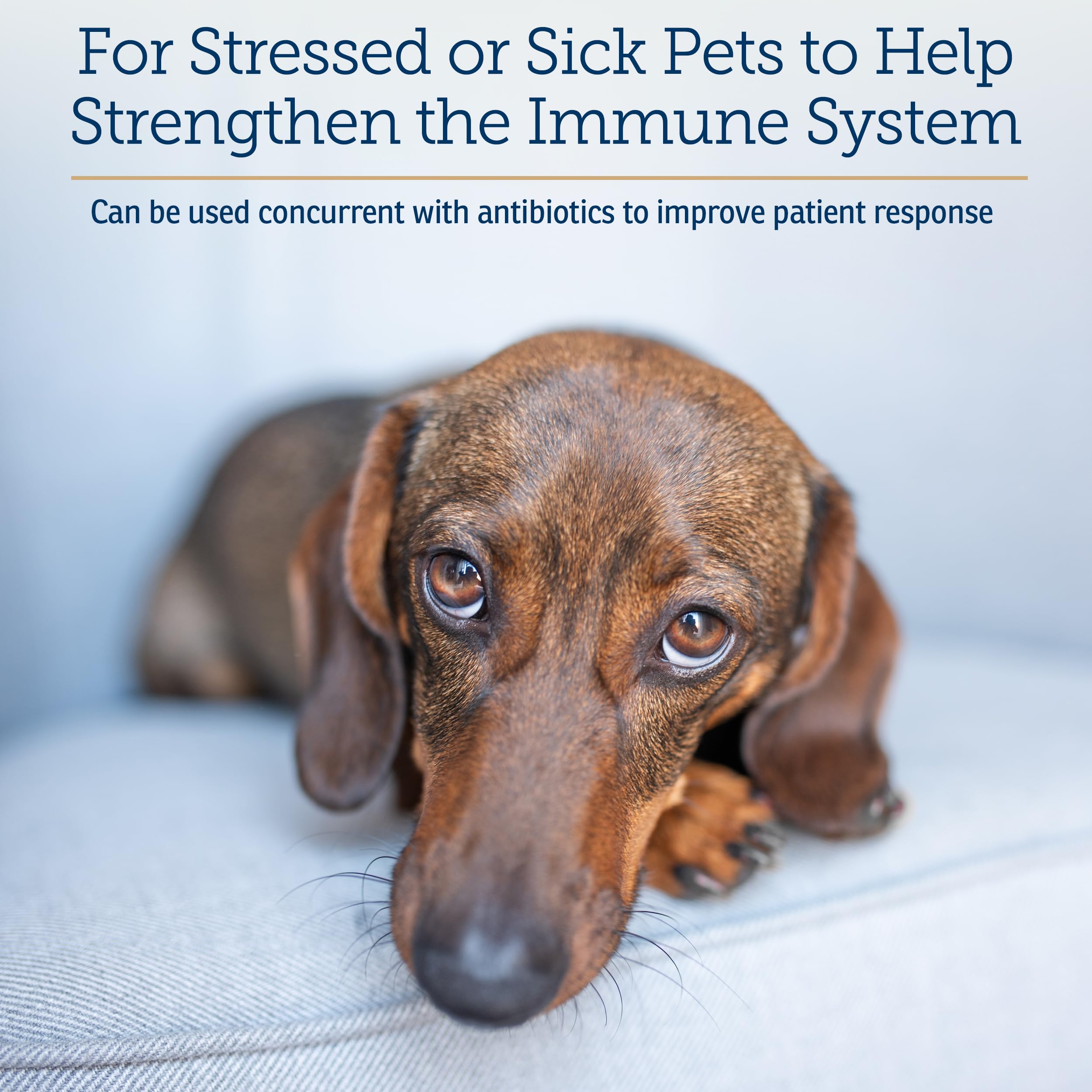 Rx Vitamins Immuno Support for dogs shows dosing guidance for 25–50 lb pets.