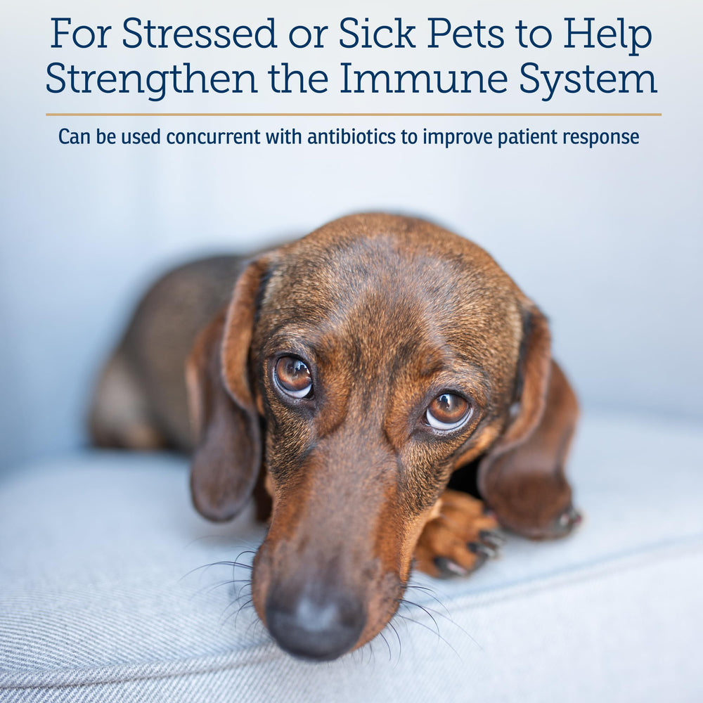 Rx Vitamins Immuno Support for dogs shows dosing guidance for 25–50 lb pets.