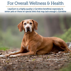 LiquiCarn dog meal-mix beside kibble highlights easy daily use.