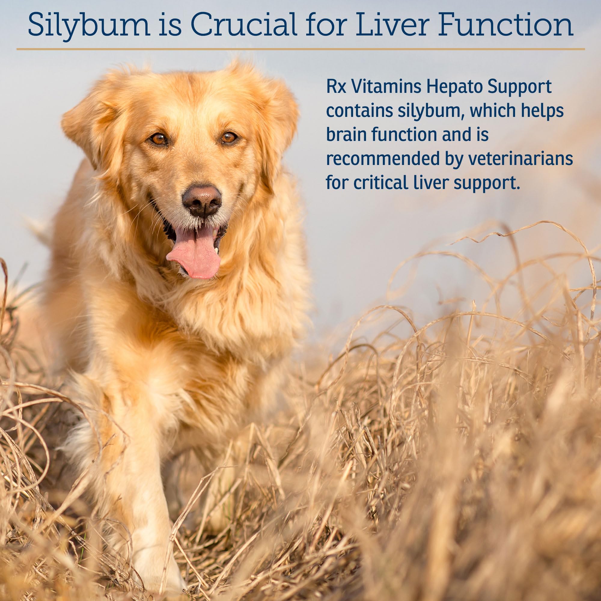 Rx Vitamins Hepato in a pet care scene promoting canine wellness.