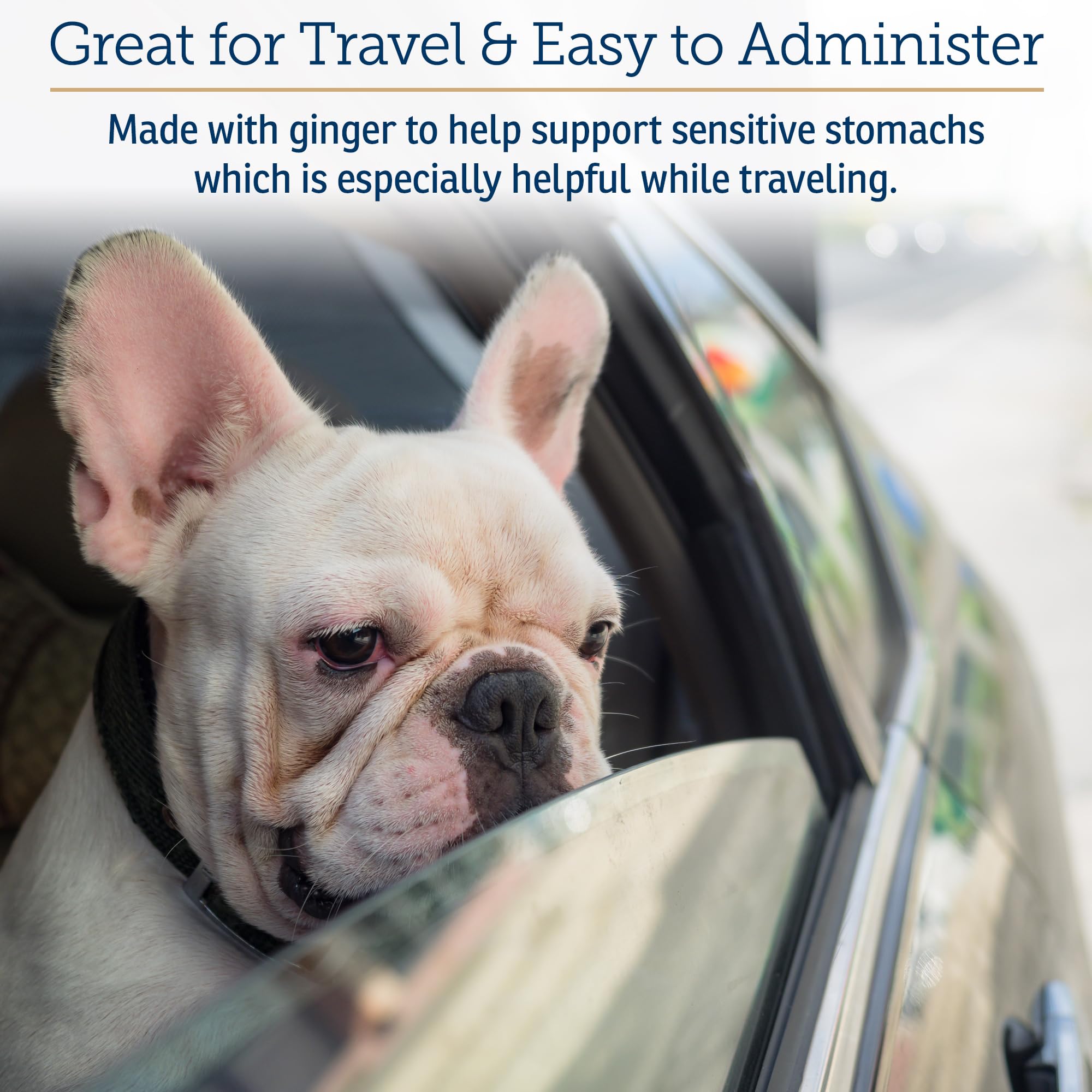 Dog on road trip relaxed with NutriCalm