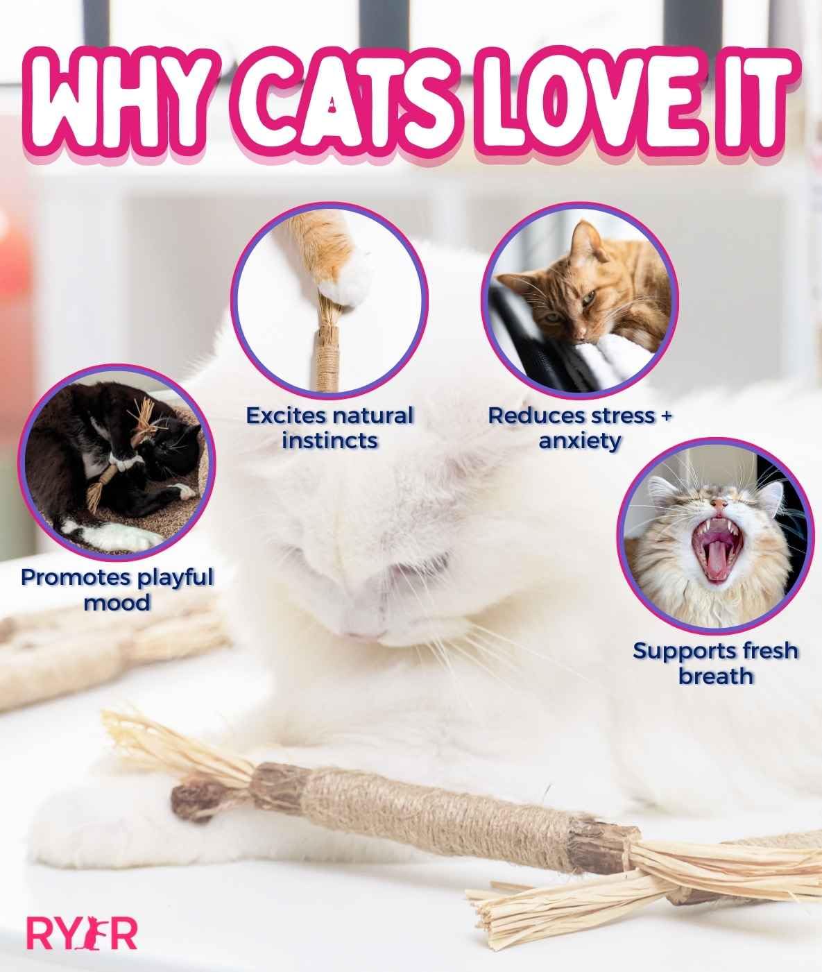 RYERCAT Silvervine Sticks may aid digestive comfort during chewing sessions.