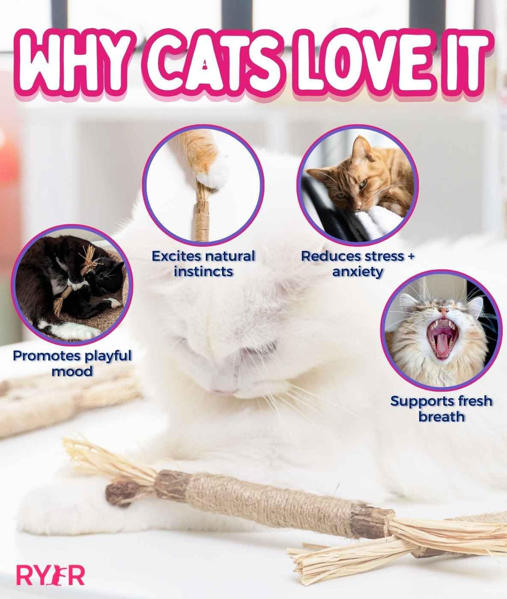 RYERCAT Silvervine Sticks may aid digestive comfort during chewing sessions.