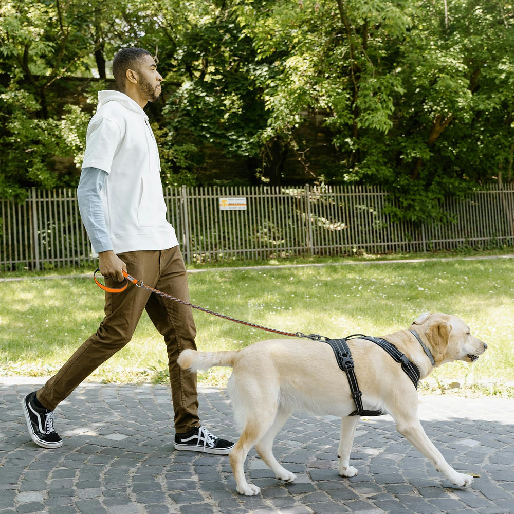 Dog-walking scene featuring a 4ft leash for close control.