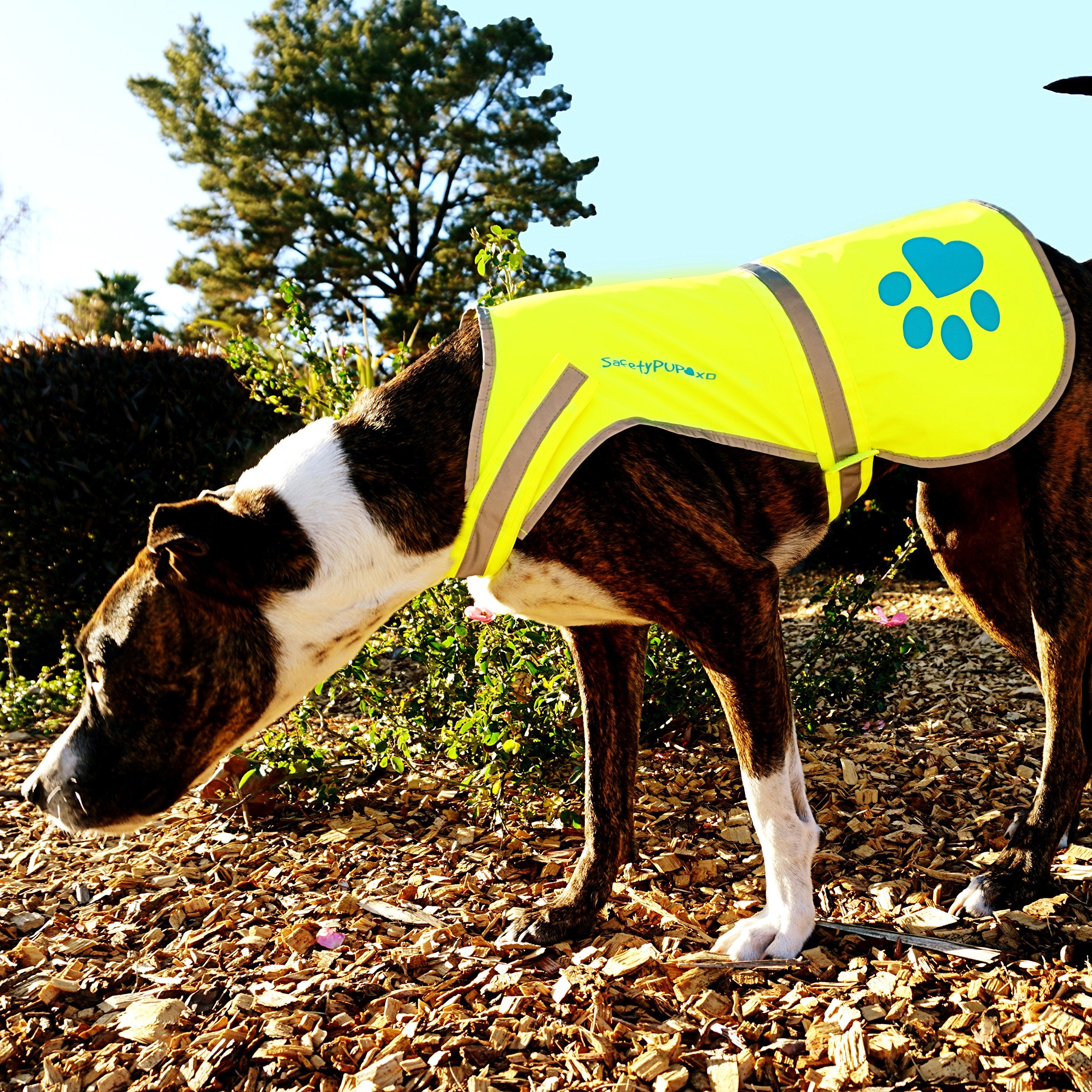 SafetyPUP XD night-time reflection helps drivers notice your dog.