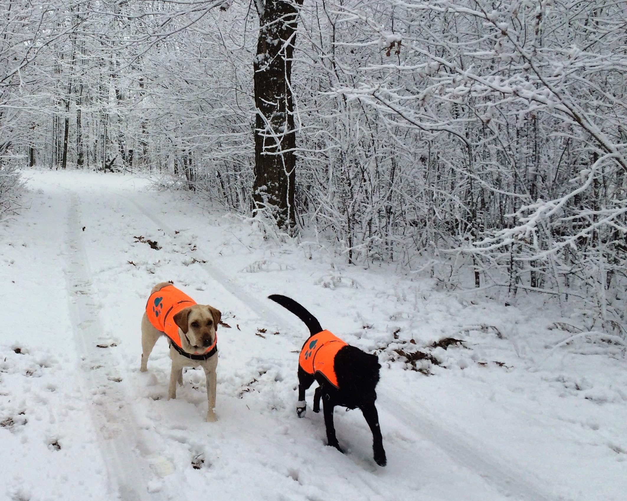 SafetyPUP XD reflective dog vest designed to keep pups visible on or off leash.