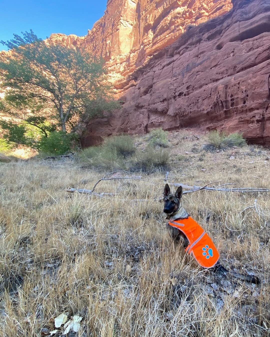 SafetyPUP XD reflective dog vest includes a utility strap for lightweight accessories.