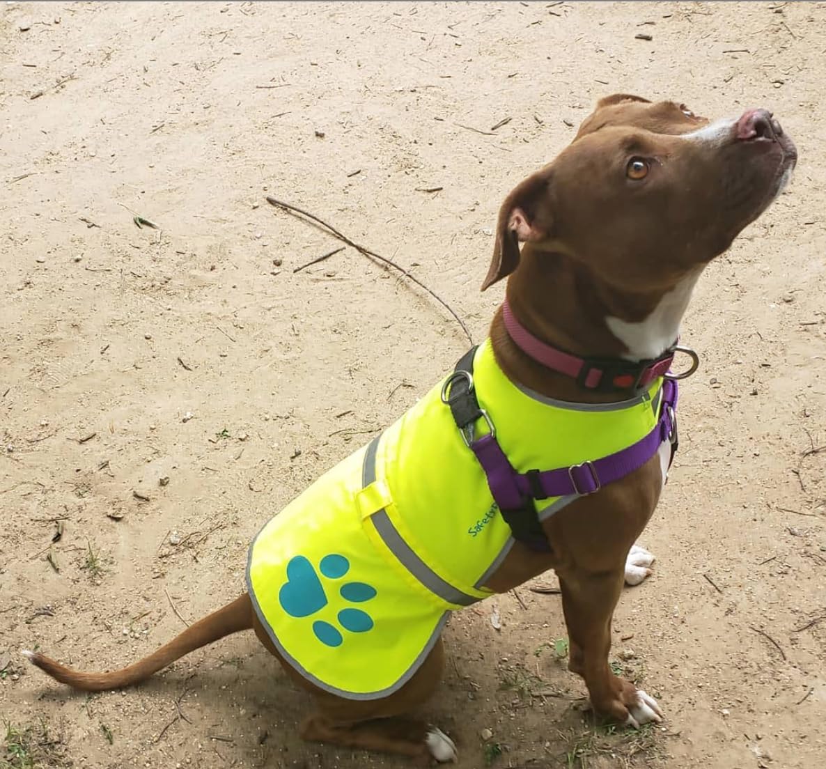 SafetyPUP XD large dog vest showing sizing and secure fit