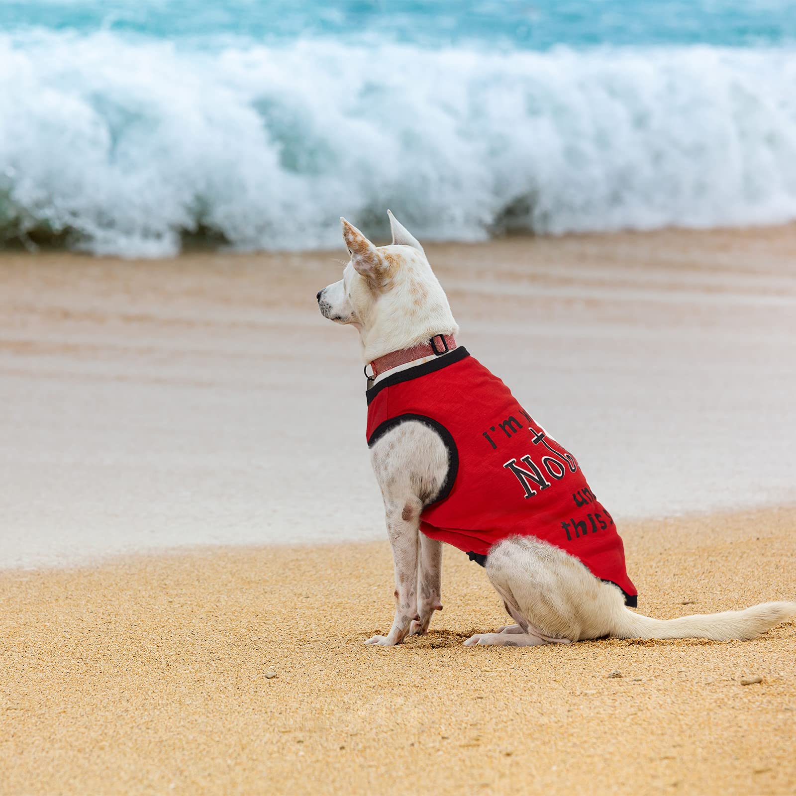 Saintrygo dog wearing shirts during walk illustrating versatile daily use