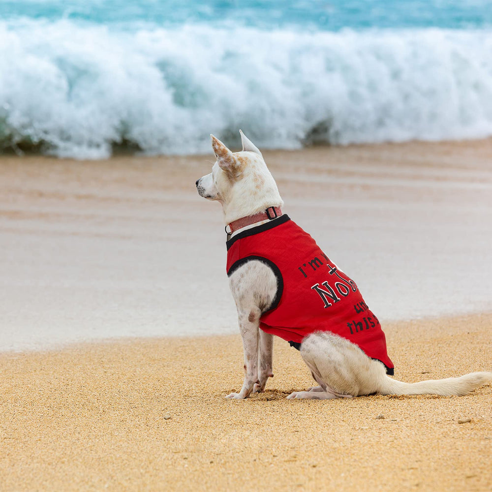 Saintrygo dog wearing shirts during walk illustrating versatile daily use