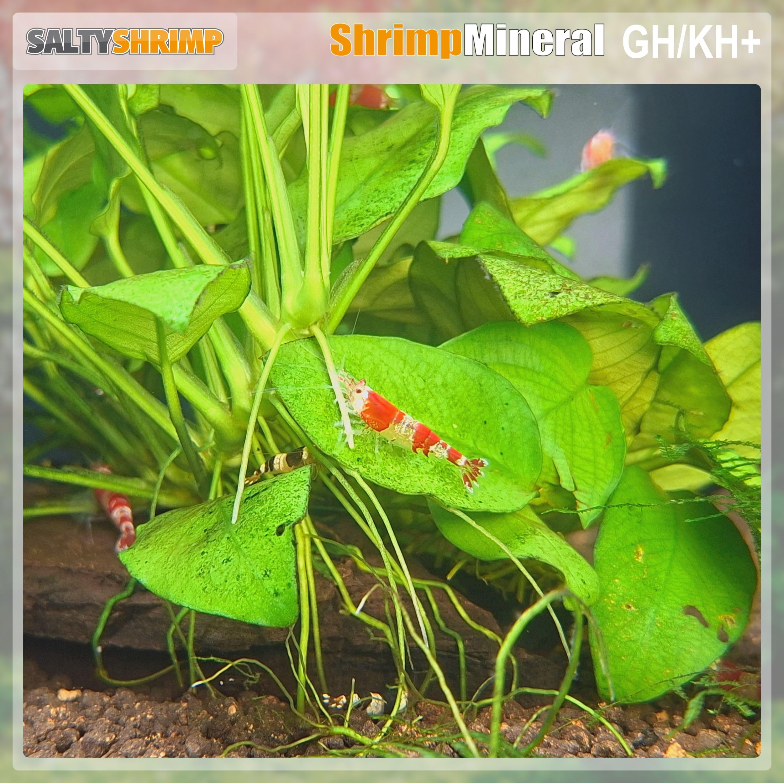 SALTYSHRIMP Bee Shrimp Mineral GH+ 230g packaging designed for shrimp lovers.