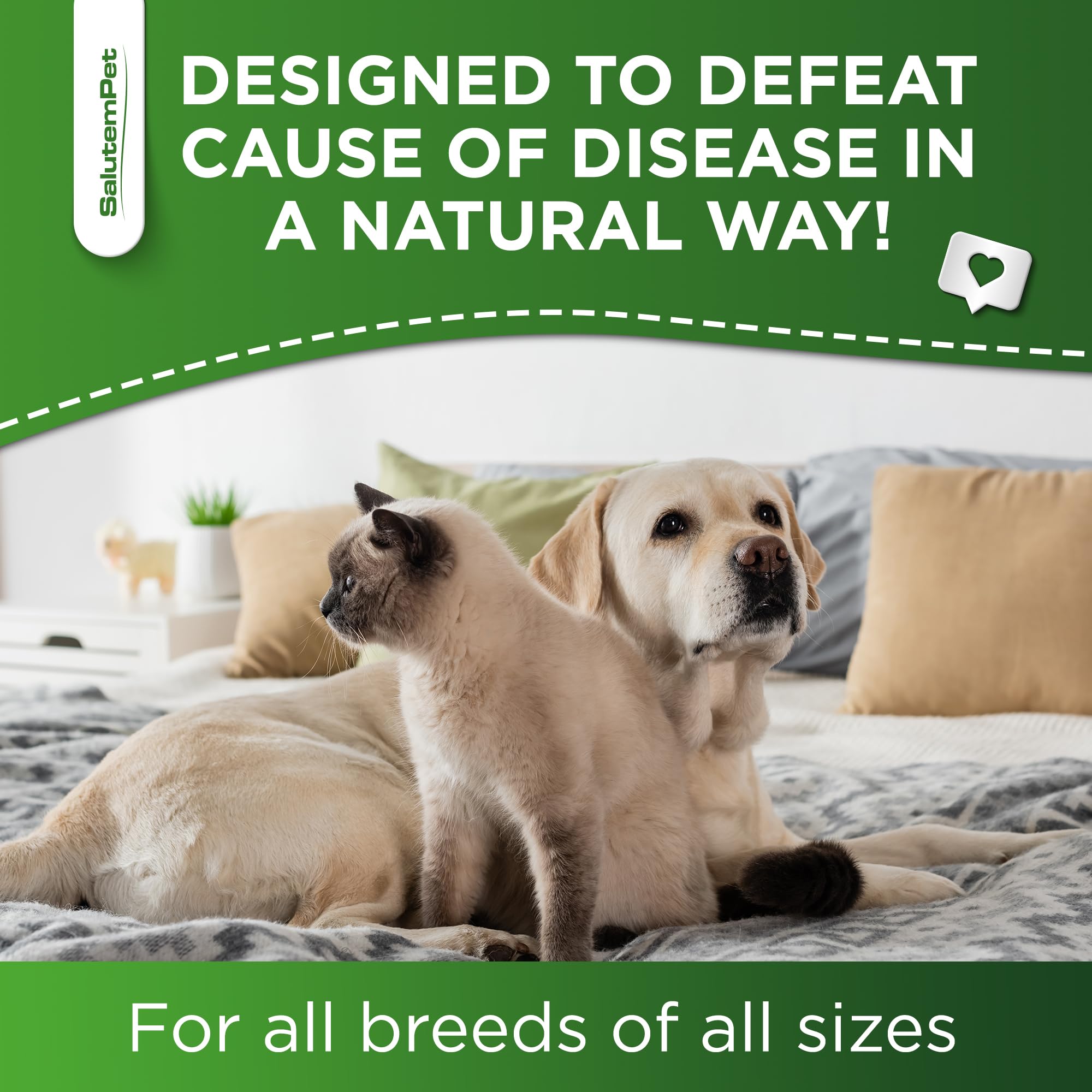 SalutemPet dogs and cats illustration showing all breeds and ages