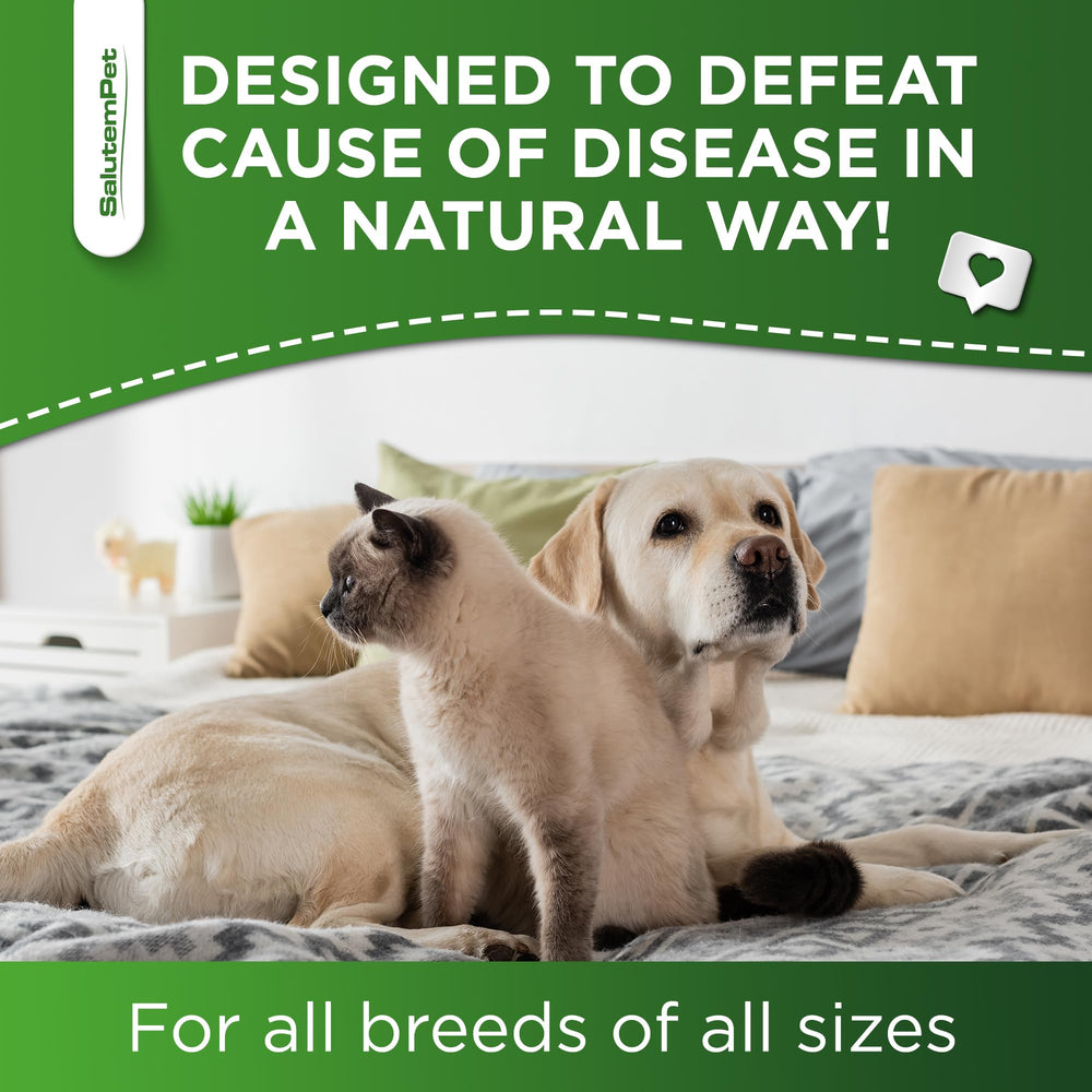SalutemPet dogs and cats illustration showing all breeds and ages